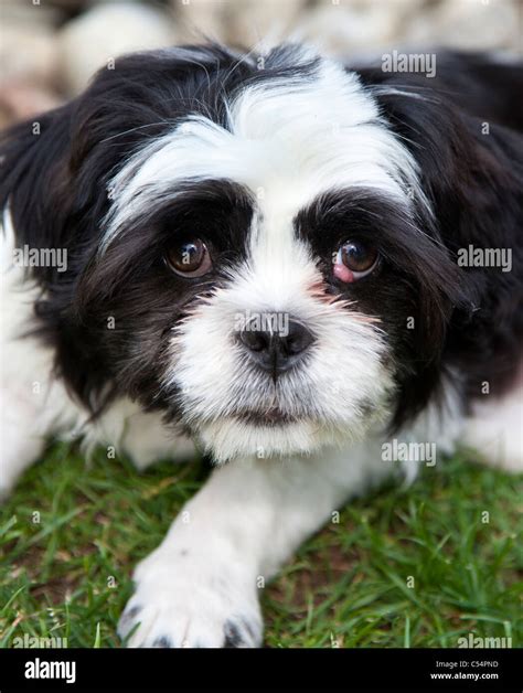 Lhasa Apso Dog On Hi Res Stock Photography And Images Alamy