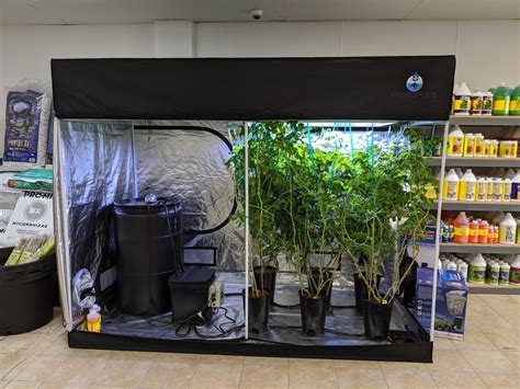 How To Set Up A Grow Tent For Tomatoes Master Tomato