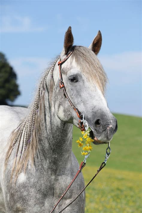 12 Horse Coat Colors Patterns Genetics And Pictures