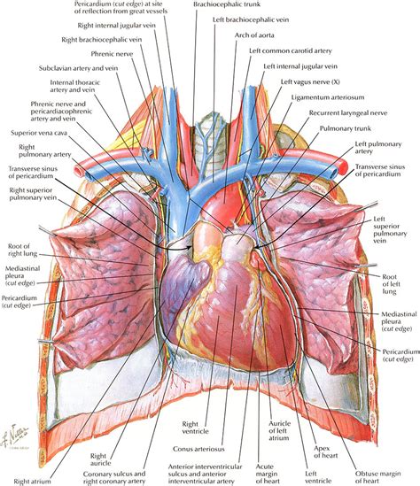 Diagram Human Heart And Lungs Diagram Mydiagramonline