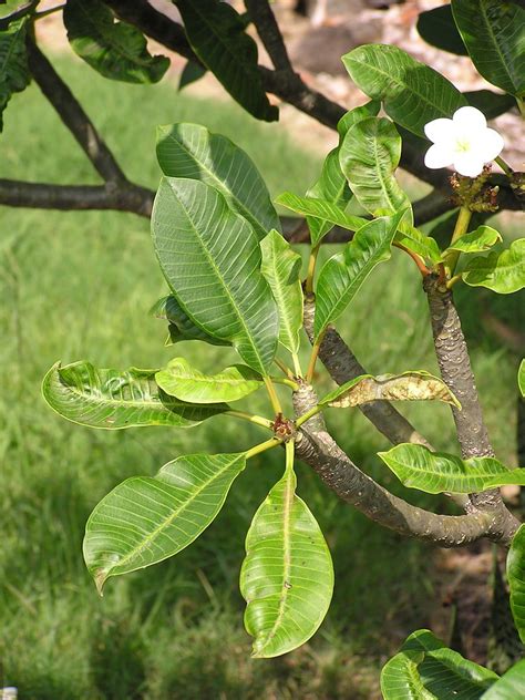 Plumeria Powdery Mildew Mildew And Leaf Distortion Flickr