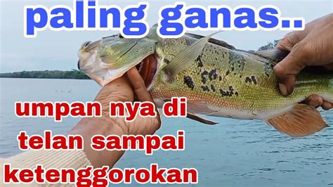 Straik Nya Di Campur Lumut Mancing Ikan Predator Pakdanicanel