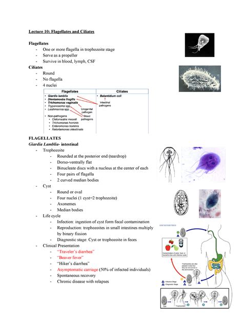 Lecture 10 Flagellates And Ciliates Lecture 10 Flagellates And