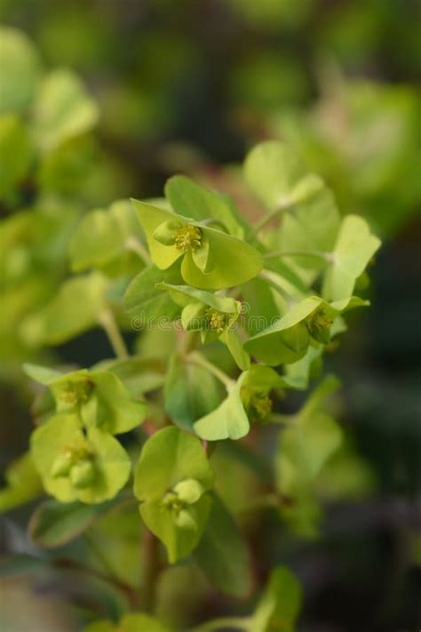 Spurge De Madera Purpurea Foto De Archivo Imagen De Espantar 145758654