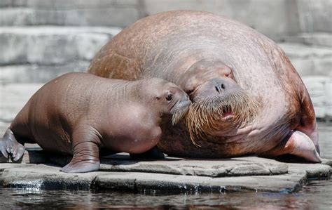 CDC Report: If You Are Eating Walrus Meat, Make Sure It Is Well-Cooked