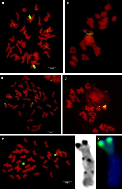 Mitotic And Meiotic Gish Analyses Of Wheat D Villosum Chromosome V