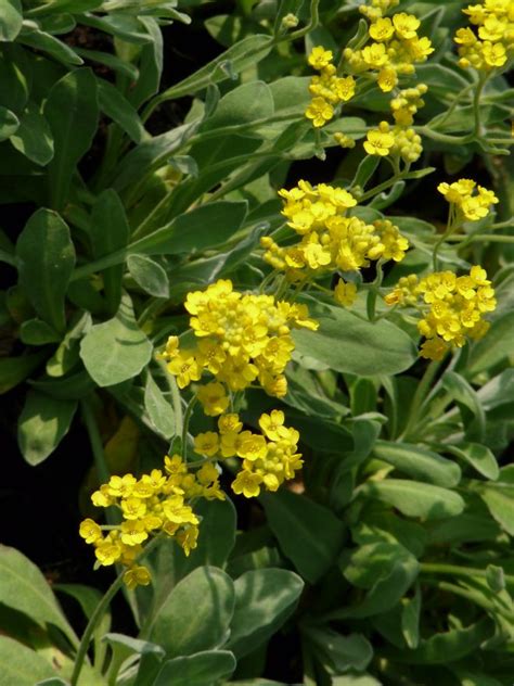 Aurinia Saxatilis Schildzaad Alyssum Saxatile De Tuinen Van Appeltern