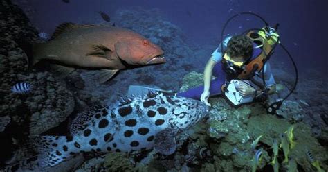 Bejaarde Toeristen Dood Bij Great Barrier Reef Buitenland Telegraafnl