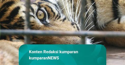 Foto Harimau Sumatera Masuk Perangkap Yang Dipasang BKSDA Sumbar