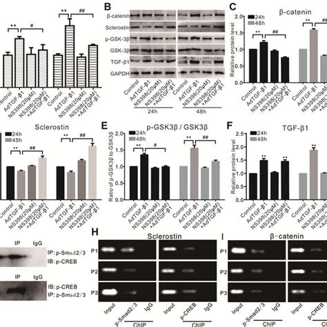 Effects Of Tgf β1 And Or Cox 2 On Wnt β Catenin In Vsmcs A Real Time