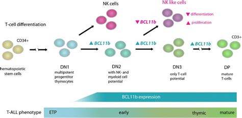 Low Expression Of T Cell Transcription Factor Bcl11b Predicts Inferior