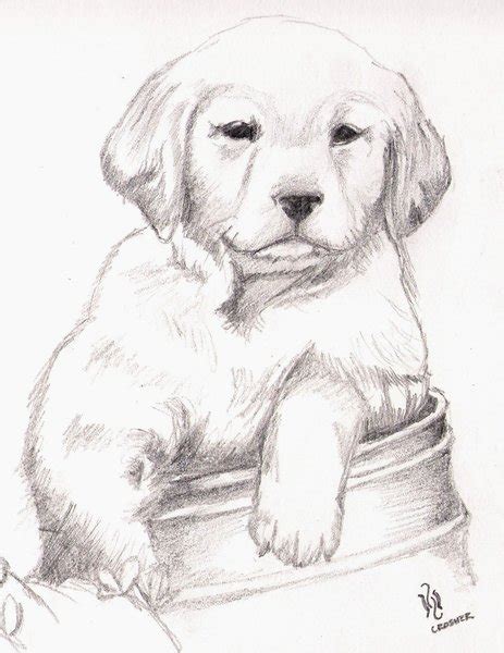 Dibujos a lapiz de perros cachorros - Imagui