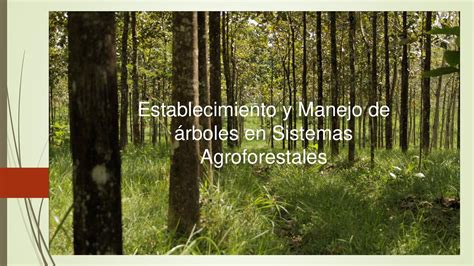 Calaméo Cartilla Agroforestal