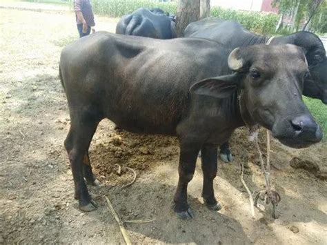 1 Yr Male Murrah Buffalo Calf at Rs 16500/piece in Karnal | ID: 21301216355