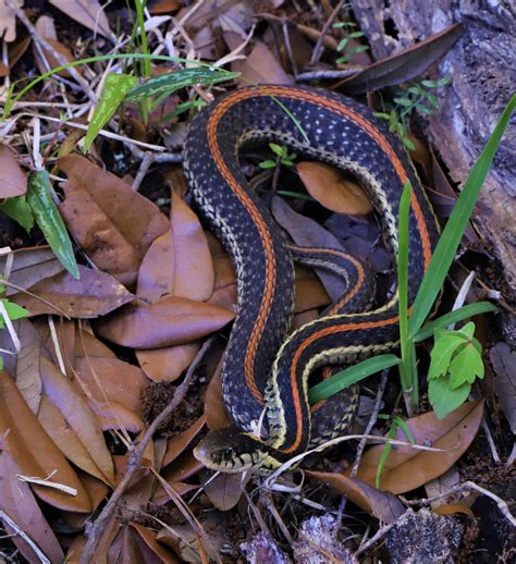 Common Garter Snake, South Louisiana. Question: Is this beautiful ...