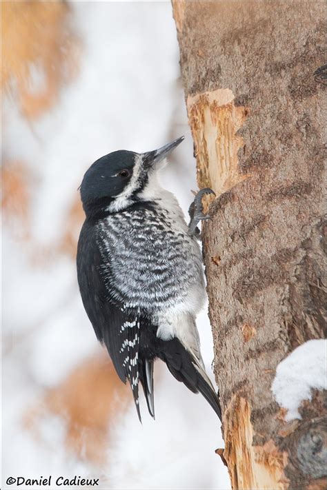 Black-backed Woodpecker