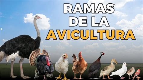 Ramas De La Avicultura Un Recorrido Por Las M Ltiples Dimensiones De