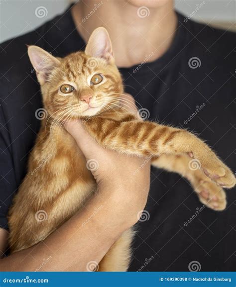 Teen Blonde Holding A Kitten Stock Photo Image Of Girl Kiss 169390398