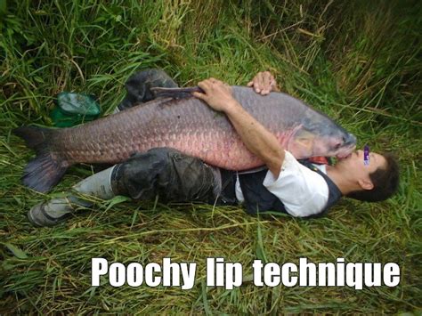 Create Meme Asian Carp IDE Funny Fish Fuck Pictures Meme Arsenal