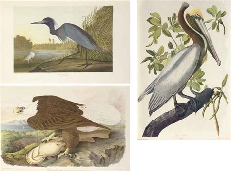 John James Audubon Artwork for Sale at Online Auction | John James ...