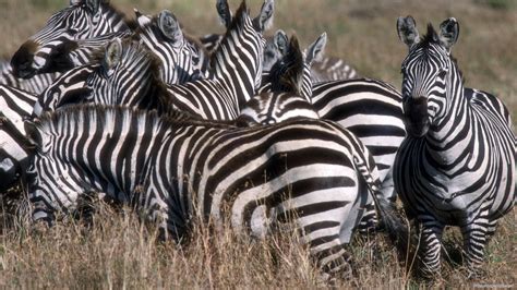 Savanna, Grassland, Animal, Grasses, Zebra Wallpaper - Стадо Зебр ...