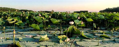 Anzali Lagoon Iran Travel Guide Trip Yar