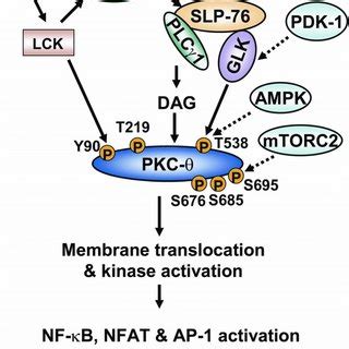 Structural Domains And Phosphorylation Sites Of Pkc One Way Arrow