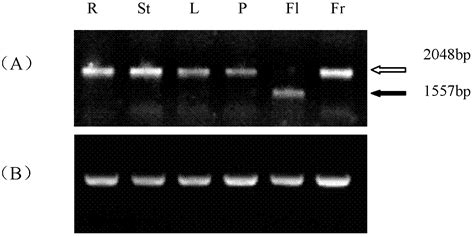 Protein Associated With Hexose Transport And Coding Gene And