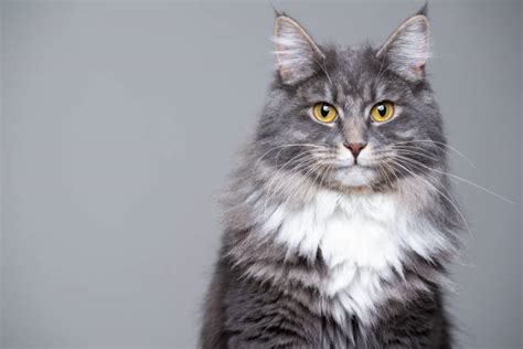 27300 Gato Maine Coon Fotografías De Stock Fotos E Imágenes Libres