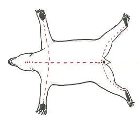 Skinning wolf or bear w/ diagram | Michigan Sportsman Forum