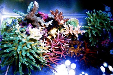 6 Gallon Sps Pico Reef Pushes The Boundaries For Nano Tank Enthusiasts Reef Builders The