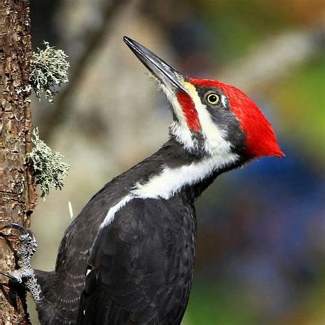 Stream Pileated Woodpecker Pecking Sounds | Chattooga River [Sony D100 ...