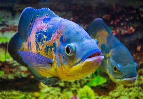 types  cichlids     popular cichlids tank mates