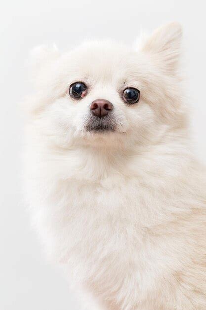 Premium Photo | White pomeranian