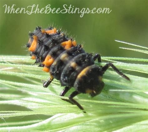 Ladybug Metamorphosis Photo Essay | When The Bee Stings