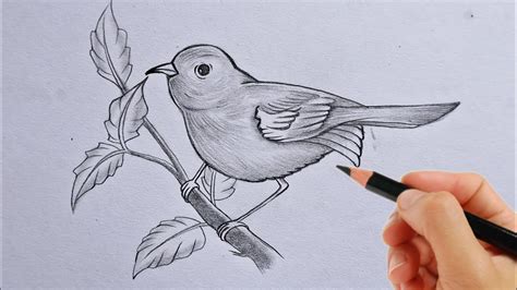 Simple Bird drawing बनन सख pencil se simple art video YouTube