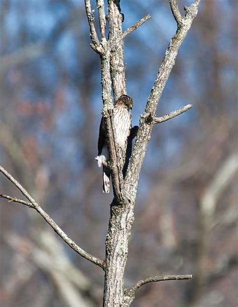 Coppers Hawk Mark Holthaus Flickr