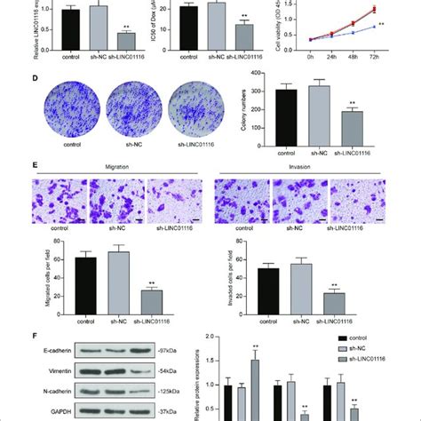 Knockdown Of Linc Inhibited The Proliferation Migration And