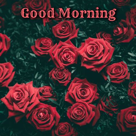 Good Morning Image With Red Roses - Good Morning Wishes & Images