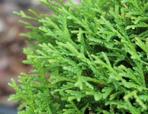 Tuja západná TINY TIM Thuja occidentalis Tiny Tim guľovitý tvar