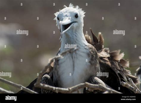 A Juvenile Magnificent Frigatebird Fregata Magnificens From The