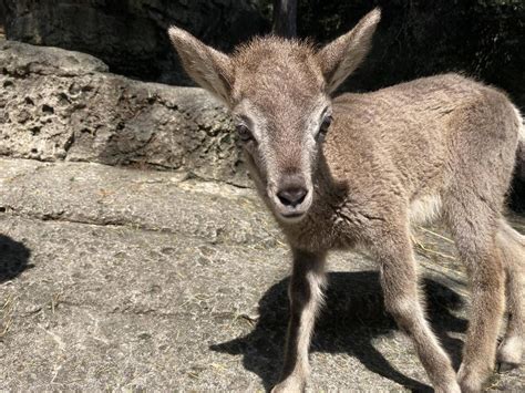 うんちで見る成長こぼれ話｜ブログ金沢動物園公式サイト｜公益財団法人 横浜市緑の協会