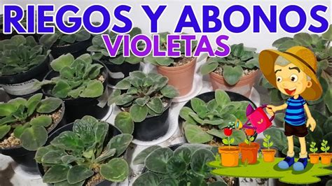 Como Abonar Las Violetas Africanas Chuyito Jardinero YouTube