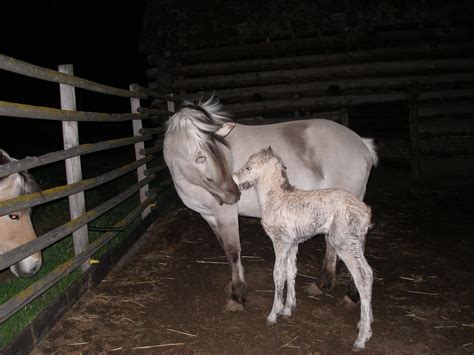 Fjord Breeding Mare - Silver Beauty at Paradise Fjords