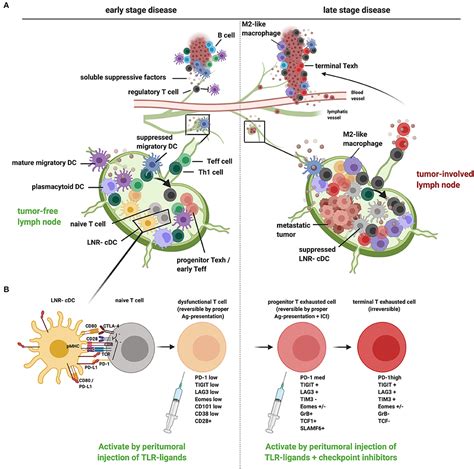 Frontiers Immunotherapy Goes Local The Central Role Of Lymph Nodes