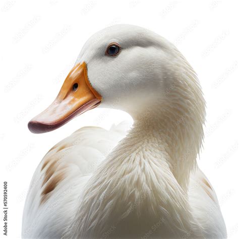 duck face shot isolated on transparent background cutout Stock Illustration | Adobe Stock