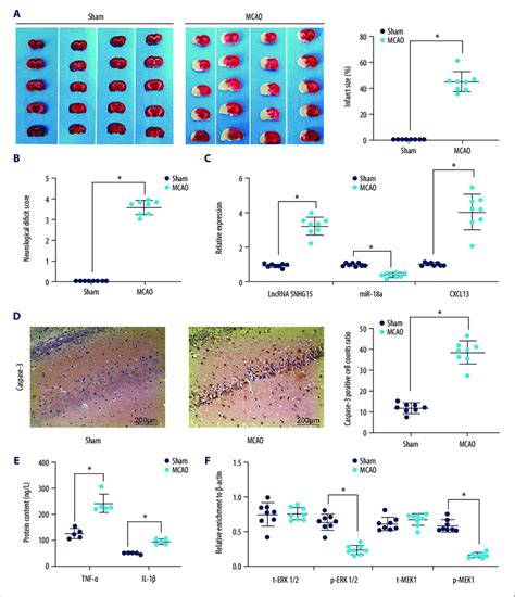 Altered Gene Expression In Mice Following Mcao Procedures Model Mice