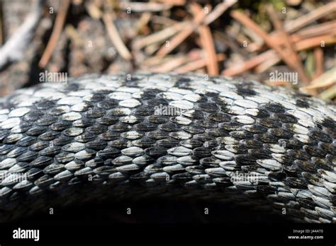 Serpiente De Tierra Fotograf As E Im Genes De Alta Resoluci N Alamy