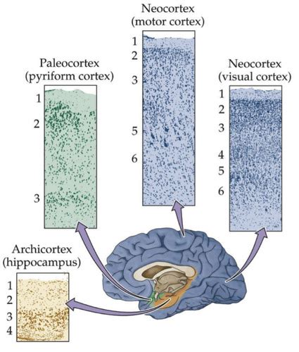 Vorlesung 12 Neuro Karteikarten Quizlet