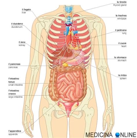 MEDICINA ONLINE ANATOMIA ORGANI INTERNI UMANI ITALIANO INGLESE MILZA